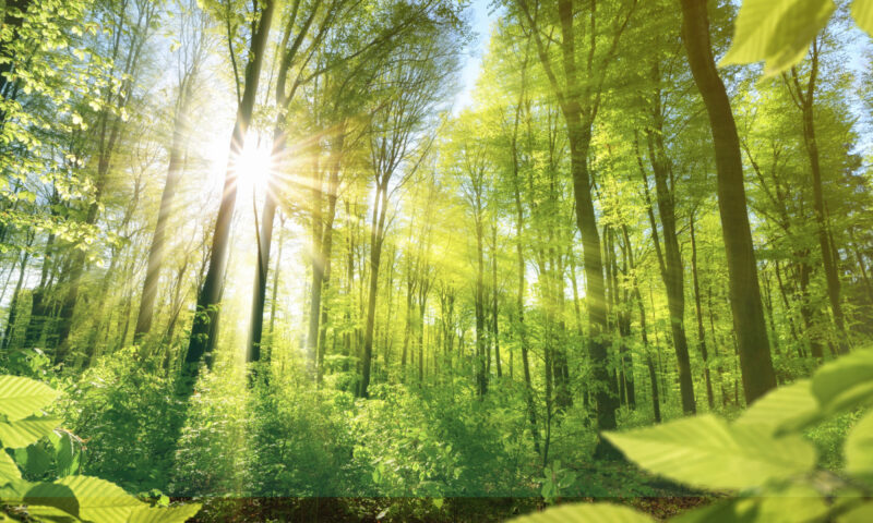 Die Sonne strahlt durch den Wald.
