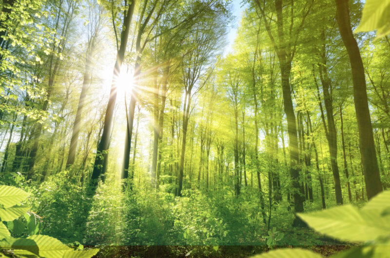 Die Sonne strahlt durch den Wald