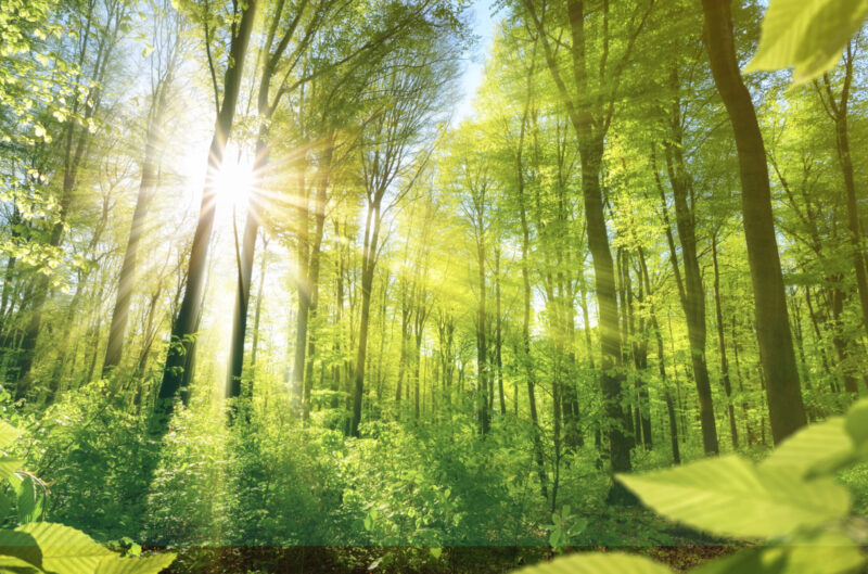 Sonne scheint durch den Wald